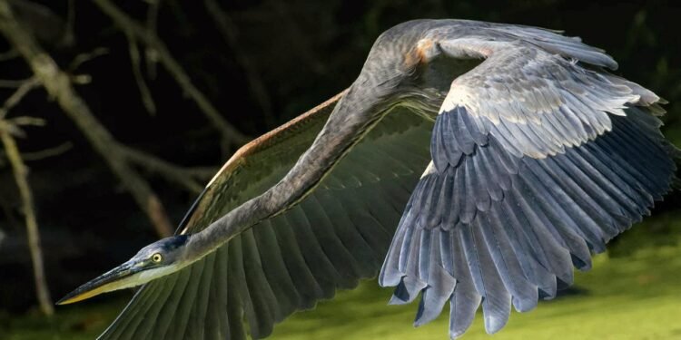 Dinozorların Yok Oluşu ve Kuşların Evrimi