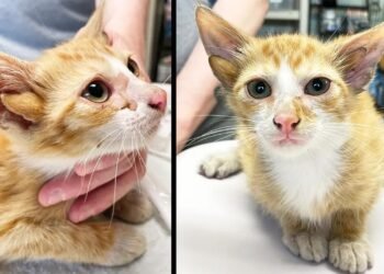 Dört Kulaklı Kedi Audio: Genetik Mucizeler ve Hayvanların Çeşitliliği