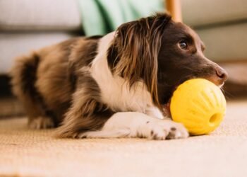Evcil Hayvanlar ve Yangın Tehlikesi: Powerbank Kullanımına Dikkat