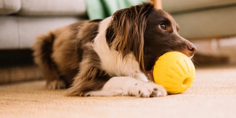 Evcil Hayvanlar ve Yangın Tehlikesi: Powerbank Kullanımına Dikkat