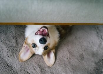 Evcil Köpeklerin Beyin Boyutu ve Gri Kurtlarla Karşılaştırılması