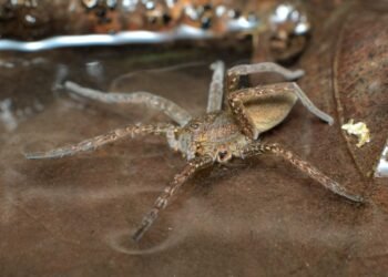 Fen Raft Örümceği’nin İngiltere’deki Yeniden Yayılması