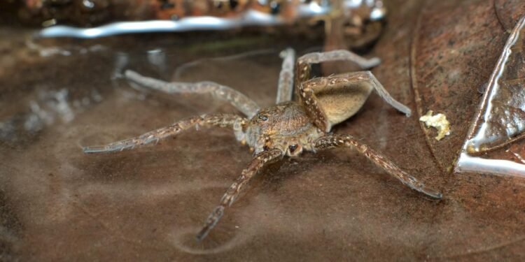 Fen Raft Örümceği’nin İngiltere’deki Yeniden Yayılması