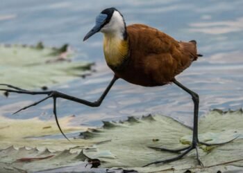 Jakana Kuşları: Su Üzerinde Yürüyen Doğa Mucizeleri