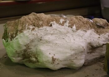 Kayseri’de 7,5 Milyon Yıllık Dev Domuz Kafatası Keşfi