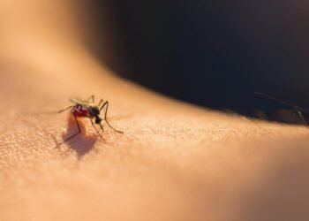 Sivrisineklere Karşı Yenilikçi ve Etkili Yaklaşımlar