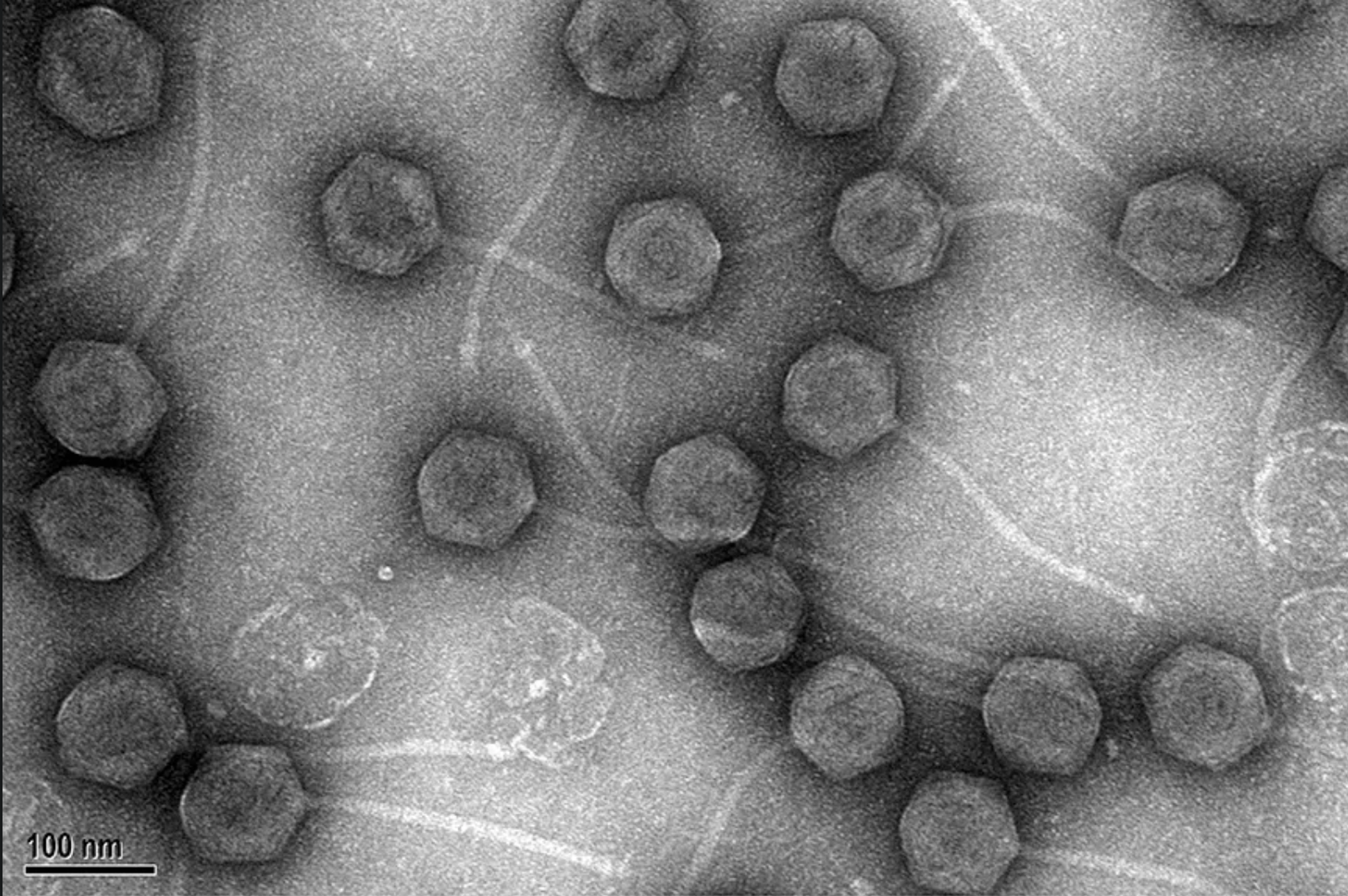 CRISPR Teknolojisi ile Antibiyotik Direncine Yaklaşım