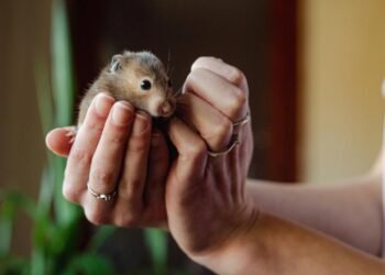Fareleri Şeffaf Hale Getirmenin Bilimsel Mucizesi