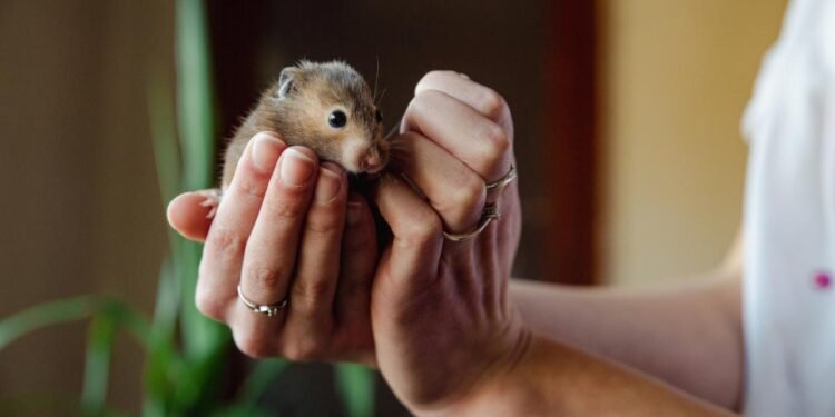 Fareleri Şeffaf Hale Getirmenin Bilimsel Mucizesi