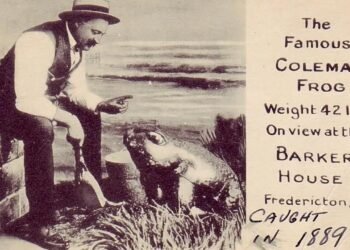 Fredericton’ın Efsanevi Dev Kurbağası