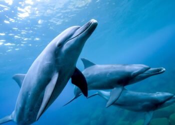 Fukui Bölgesi’nde Yunus Saldırıları: Endişe Verici Gelişmeler