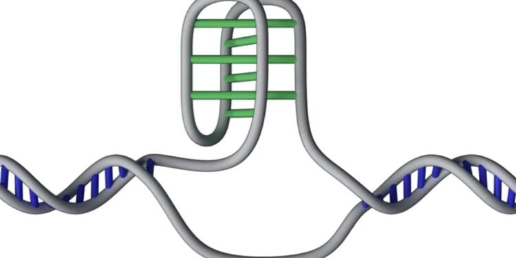 İnsan DNA’sında İ-Motiflerin Keşfi ve Önemi