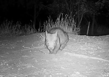 Vombatların Nadir Görüntüleri: Ekologdan İlginç Bir Keşif