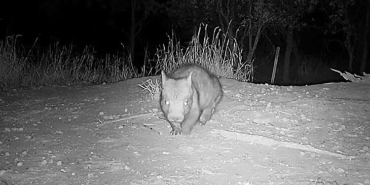 Vombatların Nadir Görüntüleri: Ekologdan İlginç Bir Keşif