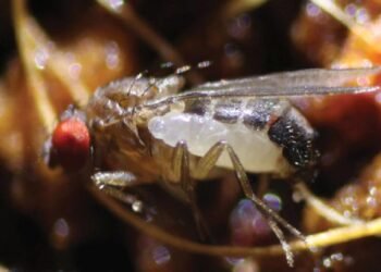 Yeni Parazitik Yaban Arısı Türü S. perlmani Keşfedildi