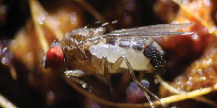 Yeni Parazitik Yaban Arısı Türü S. perlmani Keşfedildi