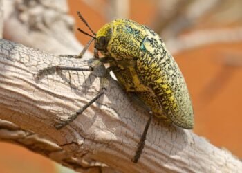 Böceklerin Yaşlanma Süreci: Altın Mücevher Böceği ve Özellikleri
