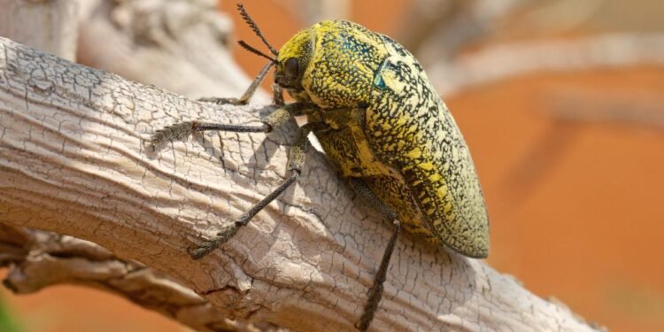 Böceklerin Yaşlanma Süreci: Altın Mücevher Böceği ve Özellikleri
