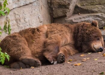 Kış Uykusunun İnsanlar Üzerindeki Potansiyeli