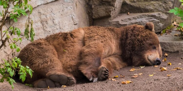 Kış Uykusunun İnsanlar Üzerindeki Potansiyeli