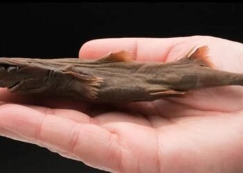 Köpekbalıkları: Cüce Fener ve Balina Türlerinin Gizemleri