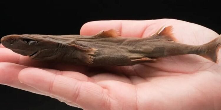 Köpekbalıkları: Cüce Fener ve Balina Türlerinin Gizemleri