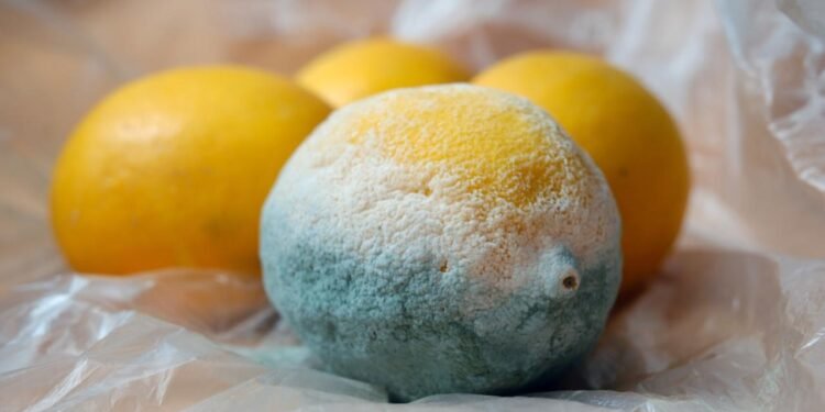 Küflü Peynirler ve Sağlık Üzerindeki Riskler