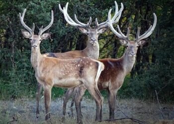 Türk Mitolojisinde Geyik Kültürü ve Anlamı