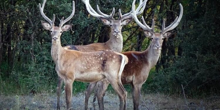 Türk Mitolojisinde Geyik Kültürü ve Anlamı