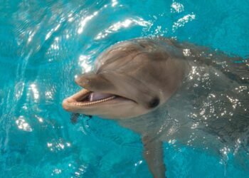 Yunusların Gülümsemesi: Zekaları ve Mutlulukları