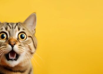 Bir Kedinin Bilim Dünyasındaki Yolculuğu: FDC Willard