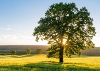 Dünya Ağaç Türlerinin Korunma Durumu ve Tehditler