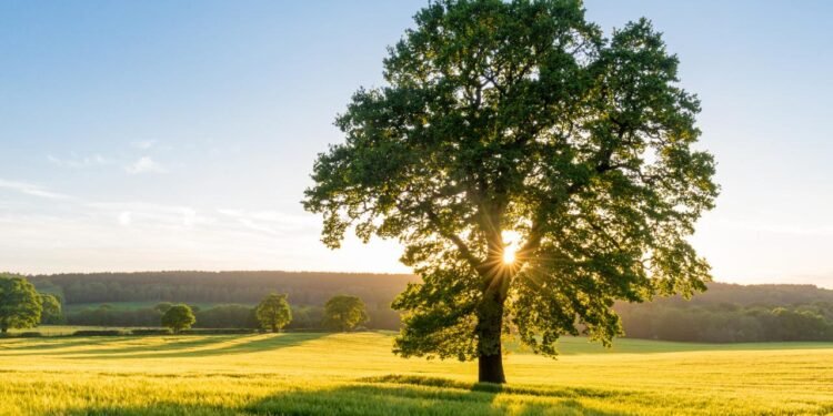 Dünya Ağaç Türlerinin Korunma Durumu ve Tehditler