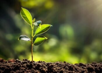 Elektro-Tarım: Güneş Işığının Yerine Elektrik İle Bitki Yetiştiriciliği