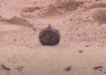 Sidney Plajlarındaki Gizemli Kimyasal Toplar