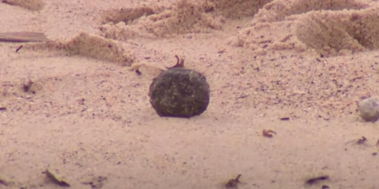 Sidney Plajlarındaki Gizemli Kimyasal Toplar