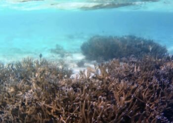 Solomon Adaları’nda Keşfedilen En Büyük Mercan Kolonisi