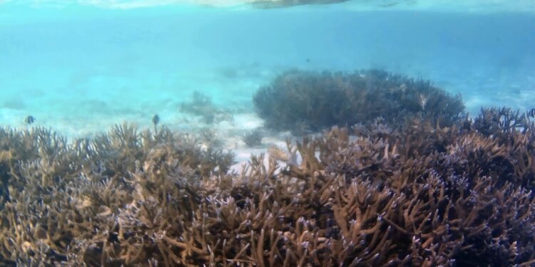 Solomon Adaları’nda Keşfedilen En Büyük Mercan Kolonisi