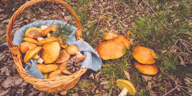 The Last of Us ve Mantarların Tehlikeli Gerçekleri