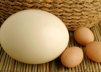 Dünyanın En Büyük Yumurtaları: Devekuşu ve Fil Kuşları