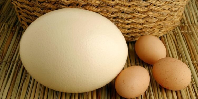 Dünyanın En Büyük Yumurtaları: Devekuşu ve Fil Kuşları