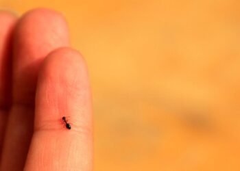 Karıncaların Kolektif Zekası: İnsanları Geçebilir mi?