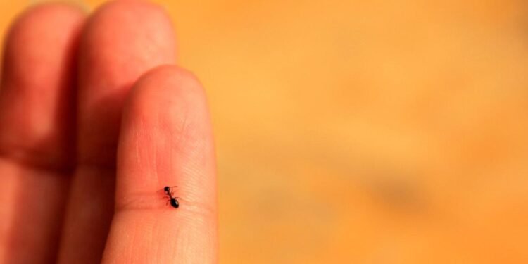 Karıncaların Kolektif Zekası: İnsanları Geçebilir mi?