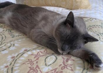 Rayne Beau’nun Kaybolma ve Dönüş Hikayesi