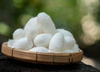 Tayland’ın İpek Fibroini: Yenilikçi İlaç Taşıyıcı Teknolojisi