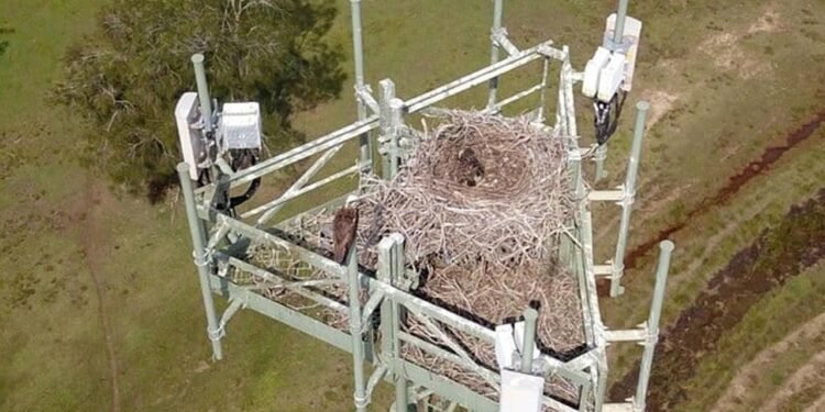 Avustralya Ulusal Geniş Bant Ağı’nın Kuşlarla İşbirliği Projesi