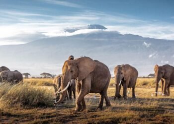 Colorado’da Fillerin Hukuki Statüsü: Mahkeme Kararı ve Hayvan Hakları