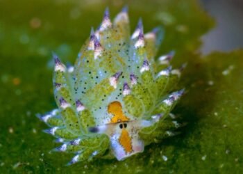 Costasiella Kuroshimae: Denizlerin Yaprak Koyunu ve Fotosentez Yeteneği