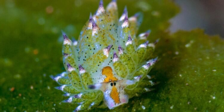 Costasiella Kuroshimae: Denizlerin Yaprak Koyunu ve Fotosentez Yeteneği