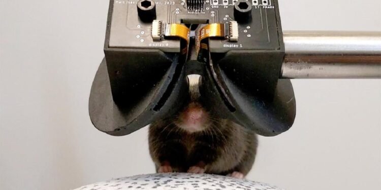 Fareler için Sanal Gerçeklik: MouseGoggles Teknolojisi